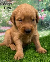 Sage Pink, a female Golden Retriever for sale in Tahlequah, OK – 7 of 9