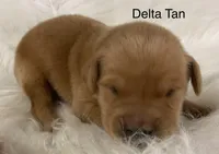 Delta Males, a male Golden Retriever for sale in Tahlequah, OK – Photo 3 of 4