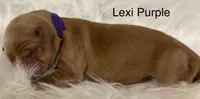 Lexi Purple, a female Golden Retriever for sale in Tahlequah, OK – Photo 7 of 10