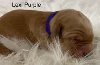 Lexi Purple, a female Golden Retriever for sale in Tahlequah, OK – Photo 4 of 10