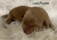 Lexi Purple, a female Golden Retriever for sale in Tahlequah, OK – Photo 10 of 10