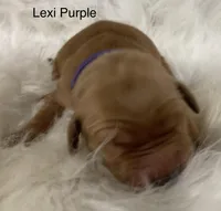 Lexi Purple, a female Golden Retriever for sale in Tahlequah, OK – Photo 6 of 10