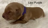 Lexi Purple, a female Golden Retriever for sale in Tahlequah, OK – Photo 1 of 10