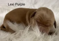 Lexi Purple, a female Golden Retriever for sale in Tahlequah, OK – Photo 3 of 10