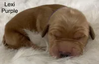 Lexi Purple, a female Golden Retriever for sale in Tahlequah, OK – Photo 5 of 10