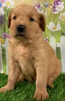 Genetically Clear NG, a male Golden Retriever for sale in Tahlequah, OK – 3 of 9