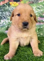 Charm Yellow, a female Golden Retriever for sale in Tahlequah, OK – 7 of 7