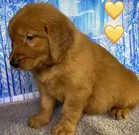 CC Yellow, a male Golden Retriever for sale in Tahlequah, OK – Photo 10 of 10