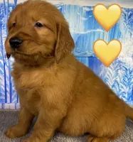 CC Yellow, a male Golden Retriever for sale in Tahlequah, OK – Photo 3 of 10