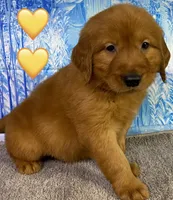 CC Yellow, a male Golden Retriever for sale in Tahlequah, OK – Photo 4 of 10