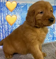 CC Yellow, a male Golden Retriever for sale in Tahlequah, OK – Photo 2 of 10