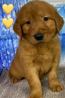 CC Yellow, a male Golden Retriever for sale in Tahlequah, OK – Photo 6 of 10