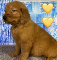 CC Yellow, a male Golden Retriever for sale in Tahlequah, OK – Photo 1 of 10