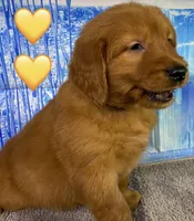 CC Yellow, a male Golden Retriever for sale in Tahlequah, OK – Photo 5 of 10