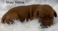 Shay Yellow, a female Golden Retriever for sale in Tahlequah, OK – 6 of 8