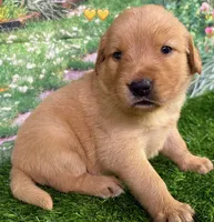 Charm Yellow, a female Golden Retriever for sale in Tahlequah, OK – 5 of 7