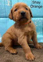 Shay Orange, a female Golden Retriever for sale in Tahlequah, OK – 3 of 8