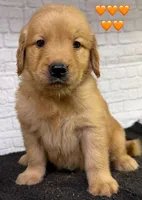 T Orange, a female Golden Retriever for sale in Tahlequah, OK – 10 of 10