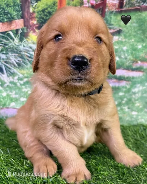Pynki Black – Golden Retriever puppy for sale in Tahlequah, OK