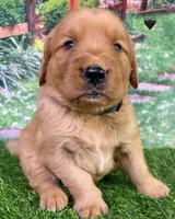 Pynki Black, a female Golden Retriever for sale in Tahlequah, OK – 1 of 7