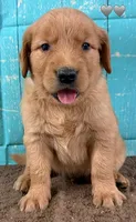 Gray Male Genetically Clear, a male Golden Retriever for sale in Tahlequah, OK – 9 of 9