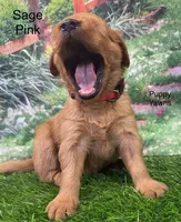 Sage Pink, a female Golden Retriever for sale in Tahlequah, OK – 3 of 9