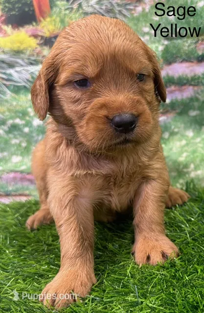 Sage Yellow – Golden Retriever puppy for sale in Tahlequah, OK