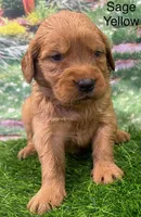 Sage Yellow, a female Golden Retriever for sale in Tahlequah, OK – 1 of 9