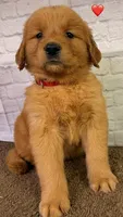 P Red, a male Golden Retriever for sale in Tahlequah, OK – 6 of 10