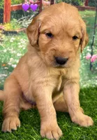 M Purple, a female Golden Retriever for sale in Tahlequah, OK – Photo 5 of 10