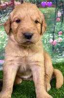 M Purple, a female Golden Retriever for sale in Tahlequah, OK – Photo 7 of 10