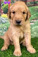 M Purple, a female Golden Retriever for sale in Tahlequah, OK – Photo 8 of 10