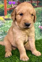 M Purple, a female Golden Retriever for sale in Tahlequah, OK – Photo 1 of 10