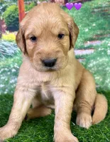 M Purple, a female Golden Retriever for sale in Tahlequah, OK – Photo 3 of 10