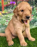 M Purple, a female Golden Retriever for sale in Tahlequah, OK – Photo 9 of 10