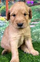 M Purple, a female Golden Retriever for sale in Tahlequah, OK – Photo 10 of 10