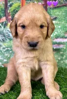 M Purple, a female Golden Retriever for sale in Tahlequah, OK – Photo 2 of 10