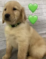 Delta Green, a female Golden Retriever for sale in Tahlequah, OK – Photo 9 of 10