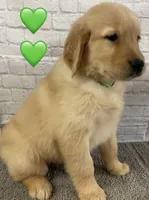 Delta Green, a female Golden Retriever for sale in Tahlequah, OK – Photo 2 of 10