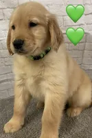 Delta Green, a female Golden Retriever for sale in Tahlequah, OK – Photo 6 of 10