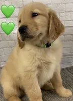 Delta Green, a female Golden Retriever for sale in Tahlequah, OK – Photo 1 of 10