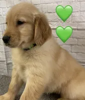 Delta Green, a female Golden Retriever for sale in Tahlequah, OK – Photo 5 of 10