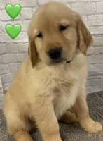 Delta Green, a female Golden Retriever for sale in Tahlequah, OK – Photo 8 of 10