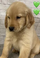 Delta Green, a female Golden Retriever for sale in Tahlequah, OK – Photo 4 of 10