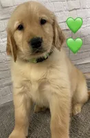 Delta Green, a female Golden Retriever for sale in Tahlequah, OK – Photo 7 of 10