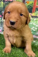 Pynki Orange, a female Golden Retriever for sale in Tahlequah, OK – 6 of 8
