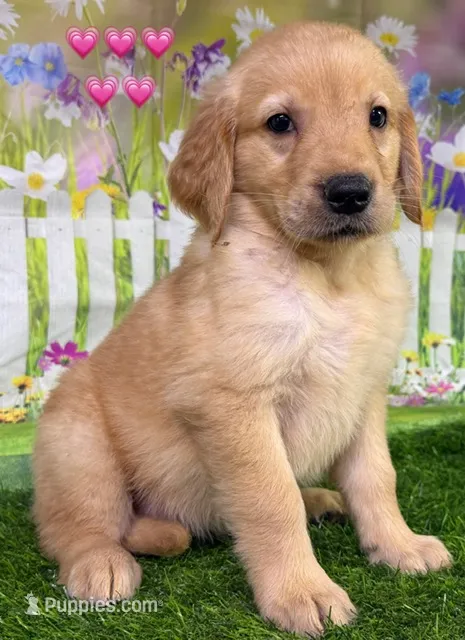 T Pink – Golden Retriever puppy for sale in Tahlequah, OK