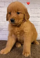 P Red, a male Golden Retriever for sale in Tahlequah, OK – 4 of 10