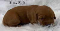 Shay Pink, a female Golden Retriever for sale in Tahlequah, OK – 5 of 8