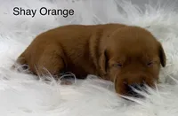 Shay Orange, a female Golden Retriever for sale in Tahlequah, OK – 6 of 8